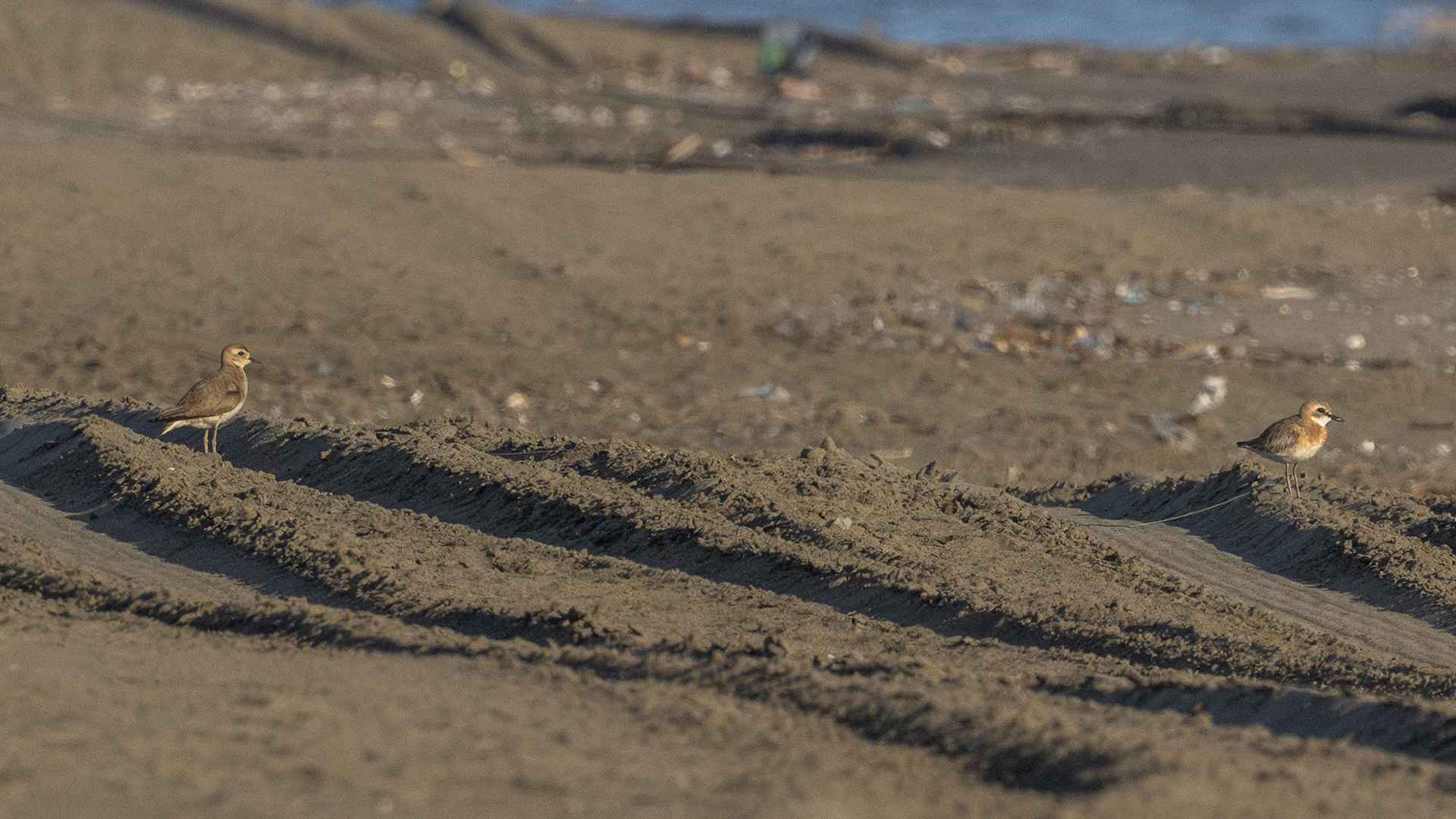Caspian Plover